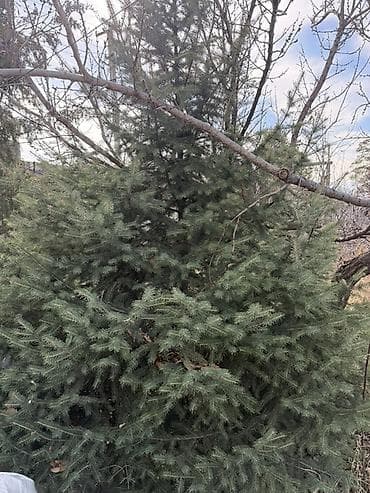 голубая ёлка: Ель голубая (Picea pungens), сформированная, крупномер. - — 4