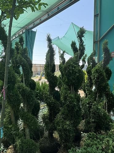 Туя западная для живых изгородей и озеленения - Вечнозелёные хвойные — 3