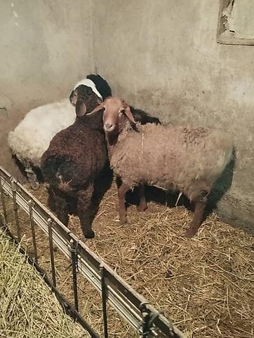 кой овца: Продаю | Овца (самка) | Для разведения | Матка — 1