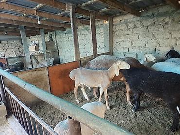козо пая: Продаю | Овца (самка), Ягненок, Баран (самец) | Гиссарская, Полукровка, Арашан | На забой | Котные, Кастрированные, Матка — 4