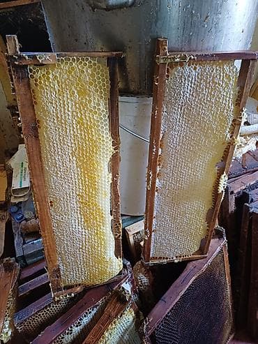 Сотовый мёд в рамках 600 сом кг - Натуральный сотовый мёд в