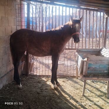 продаю квочку: Продаю | Кобыла (самка) | Для разведения, Конный спорт | Племенные — 3