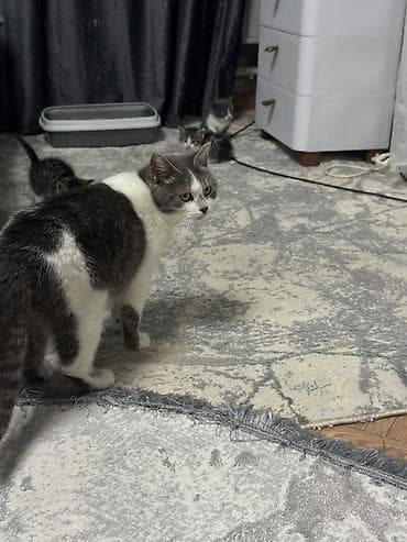 джек расл: Котята от кошки шатландская прямоухая .Есть котенок голубой окрас без — 8