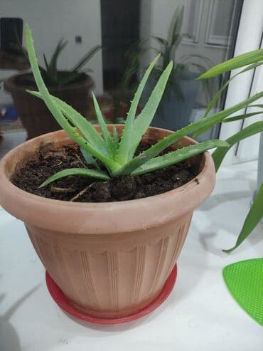 летом мыло с маслом змеи: Алоэ — 1