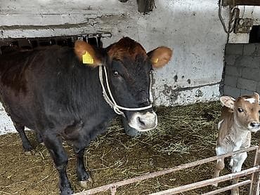 поилки для коров: Продаю | Корова (самка) | Полукровка | Для молока | Племенные — 3