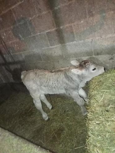 бойка ат фото: Продаю | Бык (самец), Музоо, торпок | Швицкая | Племенные — 2