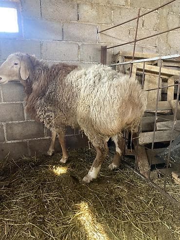 Другие животные: Продаю | Баран (самец) | На забой, Для разведения — 2