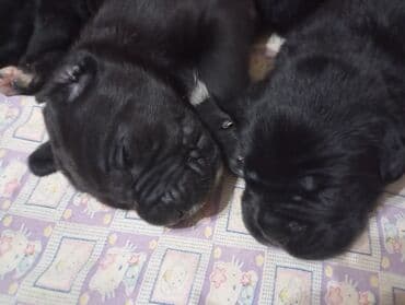 Щенки Кане корсе - Порода: Кане корсе (коренастые, складчатая