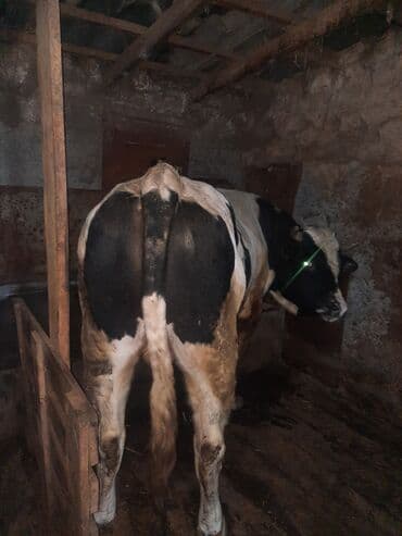 Собаки: Продаю | Бык (самец) | Голштин | Для разведения | Племенные — 3