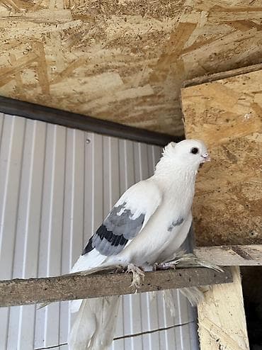 хвостики свеклы: Голубь молодой. Летает на хвост садится — 3