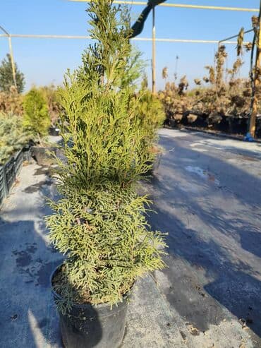 домашние растение: Туя западная Smaragd (Thuja occidentalis ‘Smaragd’) — вечнозелёная — 13