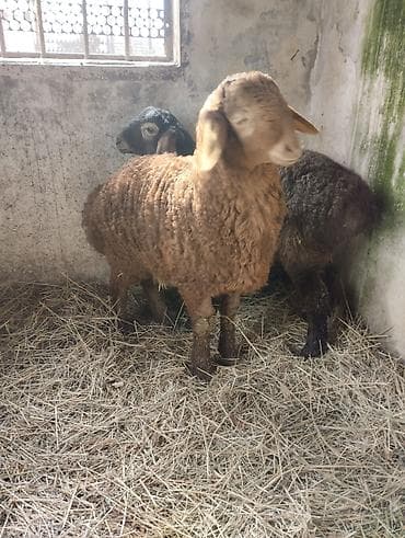 тай дай: Продаю | Овца (самка) | Для разведения | Племенные — 8