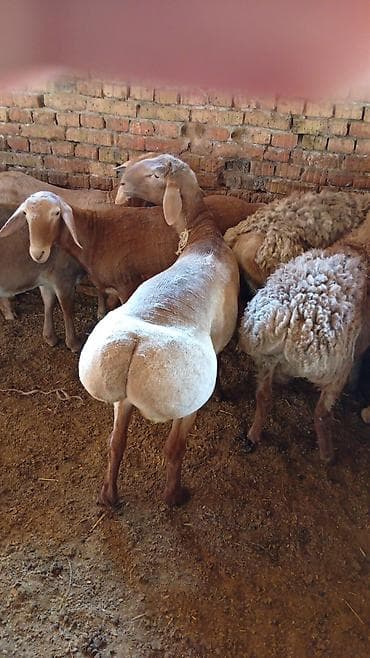 Продаю | Баран (самец) | Эдильбаевская | Для разведения | Матка