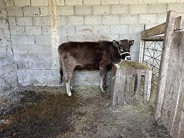 бек абад: Продаю | Тёлка, Музоо, торпок | Алатауская | На откорм, Для разведения, Для молока | Привязанные — 3