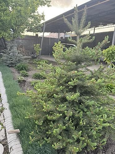 2 шт Ель декоративная (садовая, хвойная) - Порода: ель, плотная крона at lalafo.kg 2 шт Ель декоративная (садовая, хвойная) - Порода: ель, плотная крона