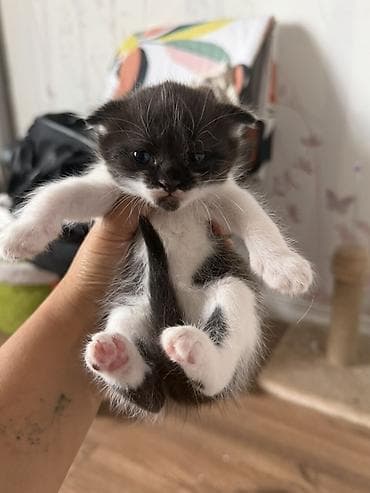 вислоухая кошка: 🐾 Шотландские вислоухие котята ищут любящий дом 🏡 Очаровательные — 1