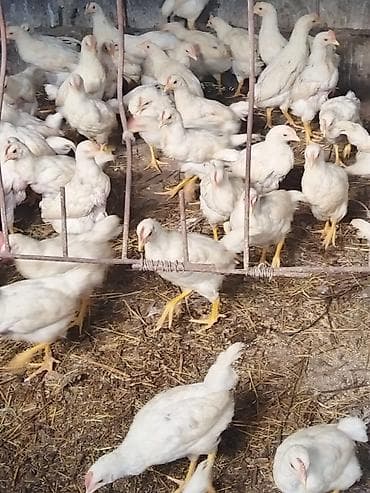 продаю курицы: Жожолор сатылат АК тустогу короз Жана тооктор,Жумуртка Жана эт — 3