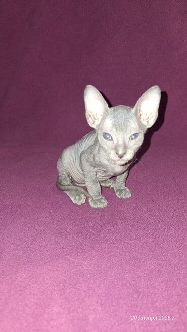 голая кошка девочка: Предлагаются к бронированию Котята донского сфинкса.Отдавать буду в 2 — 9