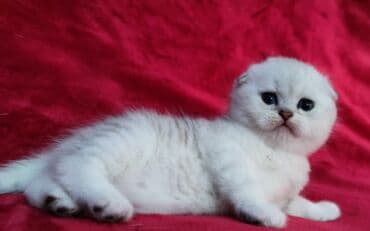 мышык фото: Скотиш Фолд (Шотландиялык шалпаң кулак), 2 айлык, Эркек, Күмүш өңдүү шиншилла — 6