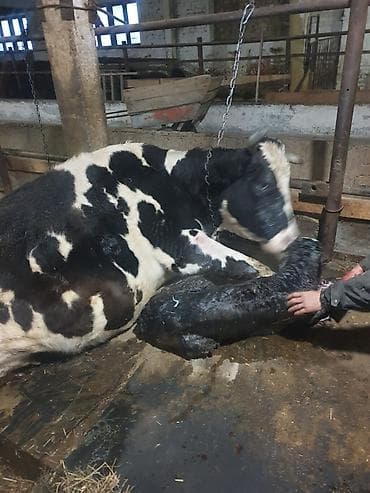 продаю кеклик: Продаю | Корова (самка) | Голштин | Для молока | После отела, Привязанные — 5