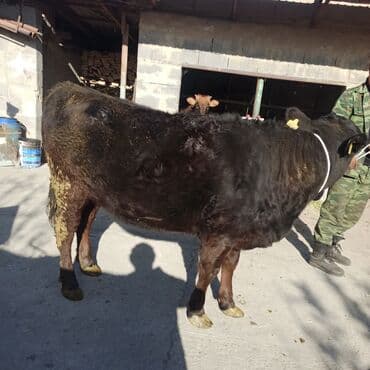 Иттер: Сатам | Кунаажын | Ангус | Бордоп семиртүү үчүн | Асыл тукумдуу — 7