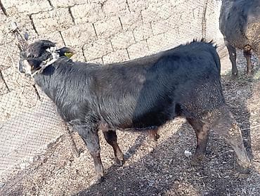 уйлар кара балта: Продаю | Бык (самец) | На откорм | Привязанные — 4