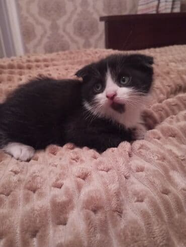 ак мышык: Скотиш Фолд (Шотландиялык шалпаң кулак), 2 айлык, Эркек, Аргын, Лотокко барууга үйрөтүлгөн, Курттардан тазаланган — 1