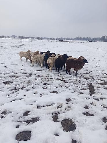 бараны ягнята: Продаю | Овца (самка), Ягненок, Баран (самец) — 5