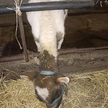 тай кунтуу: Продаю | Бык (самец) — 7