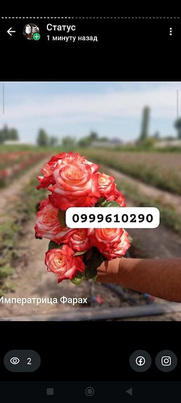 цветник: Саженцы цветка: Розы, Платная доставка — 5