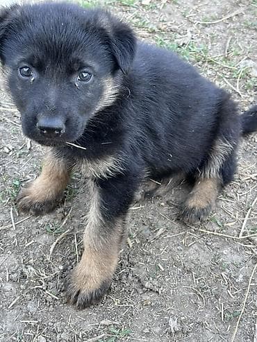 Щенок (окрас черный с рыжими подпалинами) - Порода: похож на немецкую