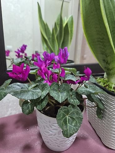 штамбовые: Зигокактус (рождественник, шлюмбергера) штамбовой формы в горшке. - — 10