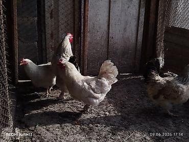 кальций для животных: Продаю | Куры | Домашняя | Несушки — 4