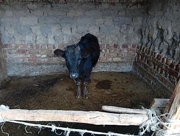 кастрация кота цена: Продаю | Тёлка | На откорм, Для молока — 4