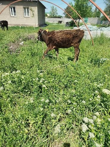 кошка домашняя: Продаю | Музоо, торпок | Полукровка | На откорм | Привязанные — 2