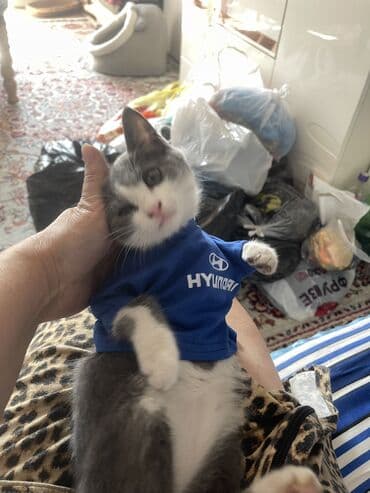 купить кошку мейн кун: Кошка даром: Беспородная, 4 месяца, Девочка, Метис — 4