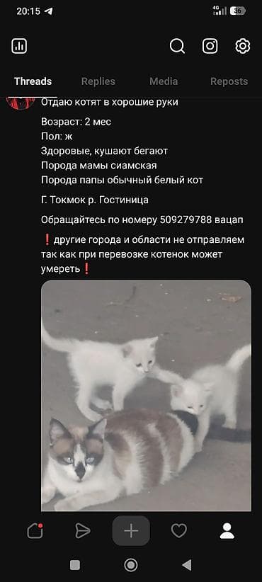 кошки в токмоке: 2 месяца, Девочка, Приучена к лотку — 3