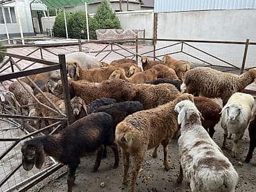 баранина живой: Продаю | Ягненок | Для разведения | Племенные — 10