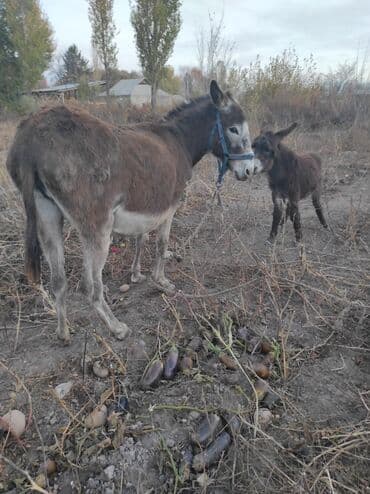 домашние птицы: Ослы (самка с жеребёнком) - На фото — ослица серо-бурого окраса с — 1