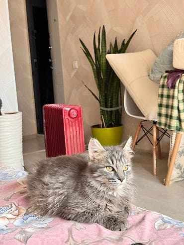 Отдам даром кошку: Кошка даром: Сибирская, 7 месяцев, Мальчик — 3