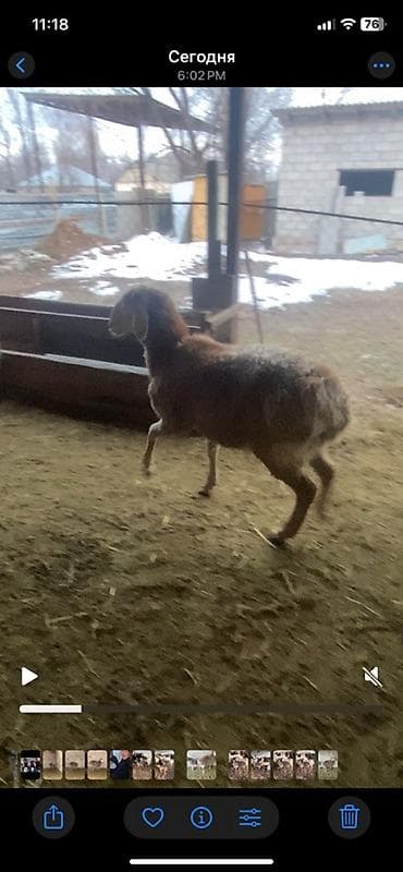 Услуги ветеринара: Продаю | Ягненок | Для разведения | Племенные — 8