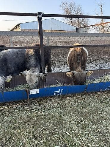 Товары и оборудование для с/х животных: Продаю | Музоо, торпок | На откорм — 3