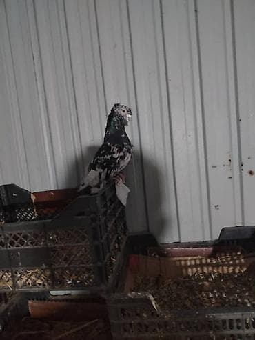 попугай каракол: Продаю Галубей разных пород село беловоцк — 1