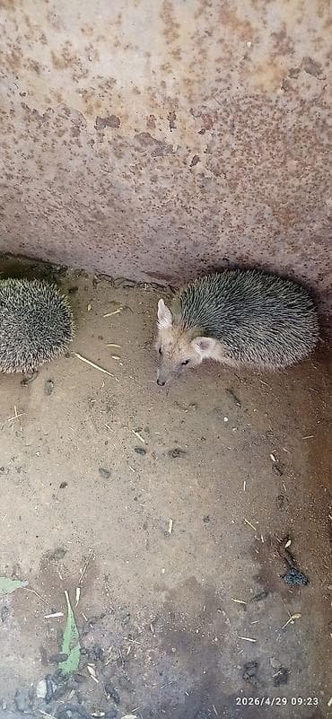 Ежи ушастые (Hemiechinus auritus) Описание: - Вид: ушастый ёж —