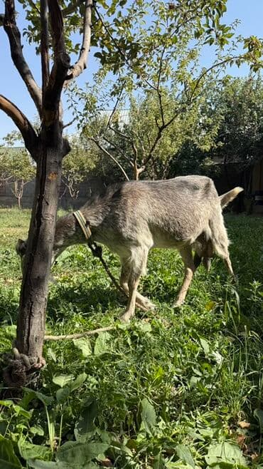 сетка для кролика: Продаю | Коза (самка) | Для молока — 3