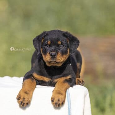 кабели синхронизации value: Щенки ротвейлера. Полный пакет документов. Прививки по возрасту. Есть — 6