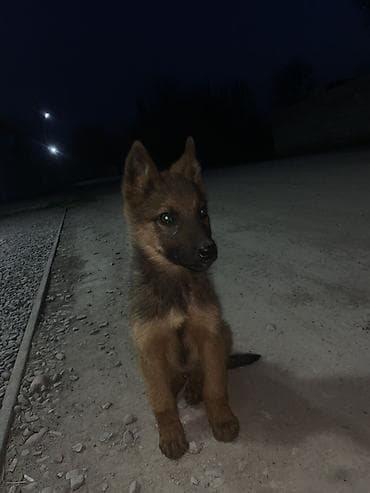 кошка домашный: Щенок среднего размера, типаж овчарка Окрас рыже-черный: лапы и грудь — 1