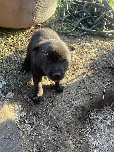 бесплатно щенки: Отдам щенков в хорошие руки, количество 
2 черных и 1 рыжий — 2