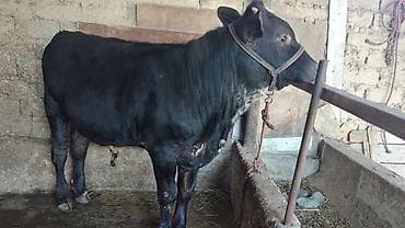 ат пони: Продаю | Бык (самец) | На откорм | Искусственник — 1