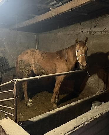 Үй жаныбарлары үчүн товарлар: Сатам | Байтал | Союуга, Жумушка — 3